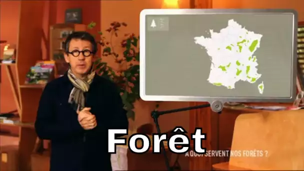 Quel est l'historique de la forêt française ? - C'est Pas Sorcier