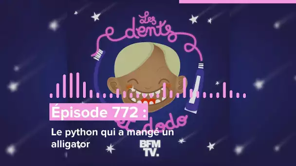 Les dents et dodo - “Épisode 772 : Le python qui a mangé un alligator”