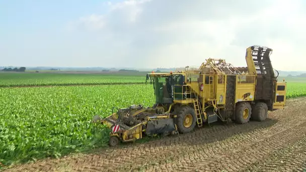 En Seine-Maritime, la récolte de la betterave à sucre commence