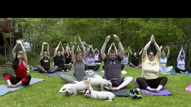 NoComment : yoga avec des chiots ? C'est dépassé - place à yoga avec des porcelets !