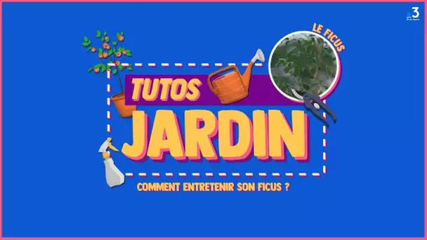 Les #TutosJardin de Jean-Pierre : Comment entretenir son ficus (3/4)