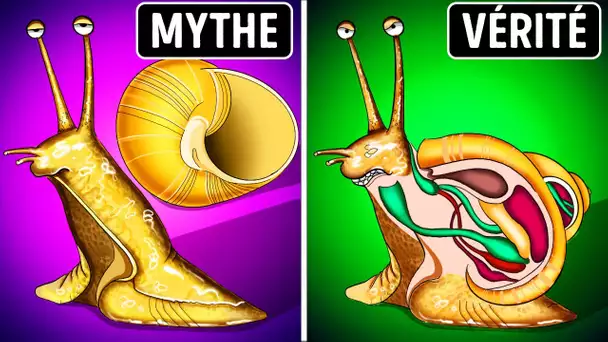 Les escargots naissent avec leur coquille + d'autres mythes que vous n'avez jamais vus sur Google