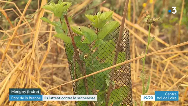 Parc de la Brenne : ils plantent des haies pour recréer de la biodiversité