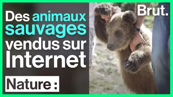 En Albanie, des animaux sauvages vendus sur Internet