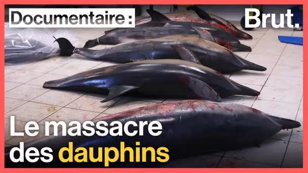 France : le massacre des dauphins