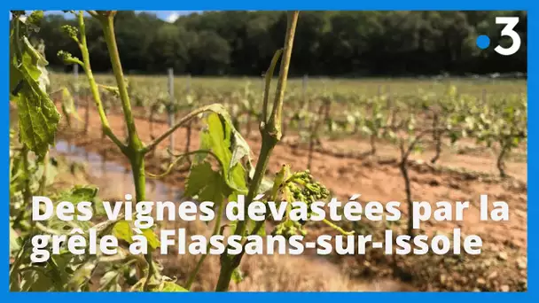 "80 à 90% de pertes" : dans le Var, la grêle dévaste les vignes d'une commune