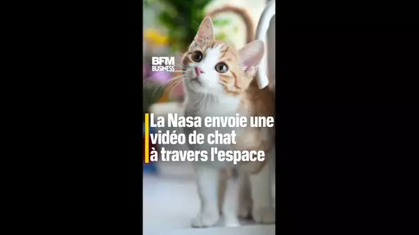 La Nasa envoie une vidéo de chat à travers l'espace