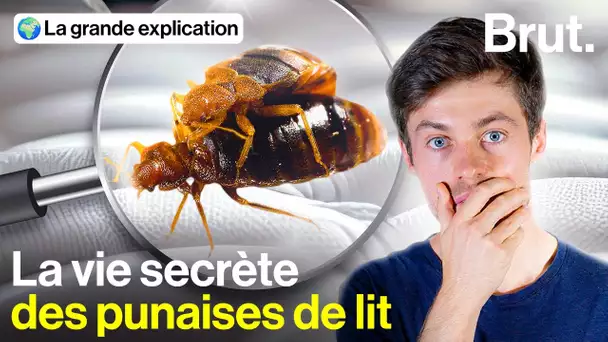 Pourquoi les punaises de lit fascinent les scientifiques