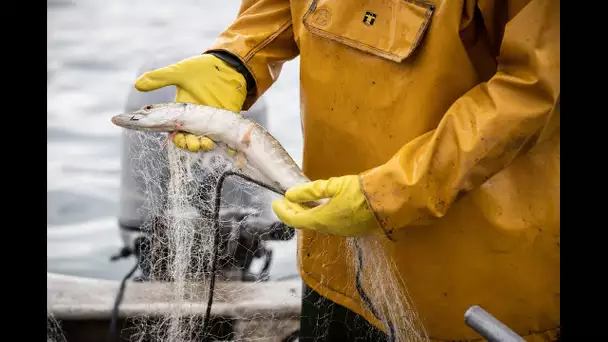 Les poissons se font rares dans les lacs suisses