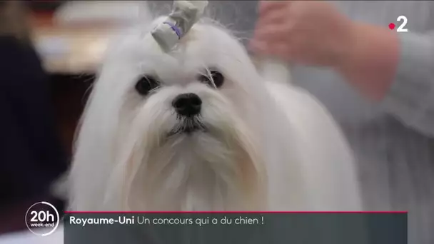 Royaume-Uni : le Crufts, un concours qui a du chien !