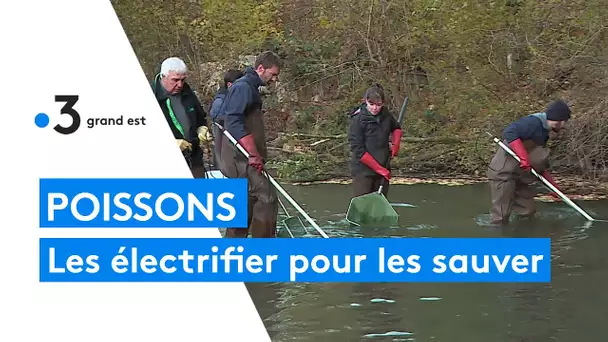 Electrifier les poissons pour les sauver des travaux de restauration de la rivière de l'Ource