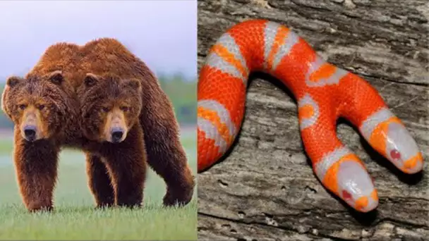 10 ANIMAUX BIZARRES À DEUX TÊTES