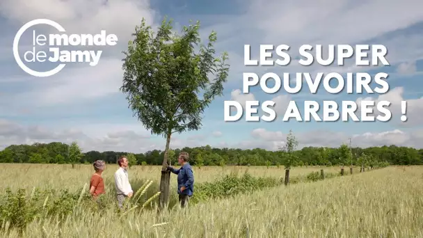 🌳 QUAND LES ARBRES SAUVENT NOS RÉCOLTE !