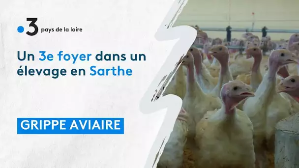 Grippe aviaire : un nouveau foyer en Sarthe