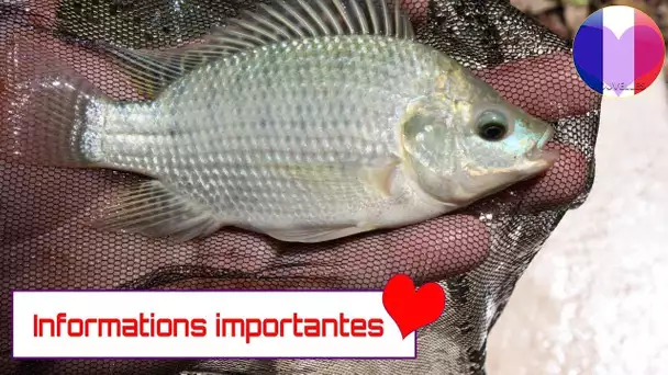 Voici pourquoi vous devriez éviter de consommer du Tilapia ou tout autre poisson d’élevage