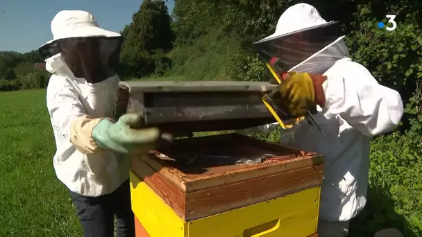 Une année calamiteuse pour les abeilles en Haute-Savoie