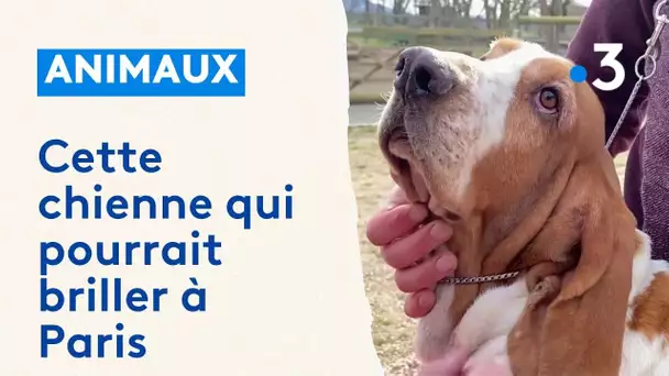 Peuchère, cette chienne d'Auvergne qui pourrait briller à Paris