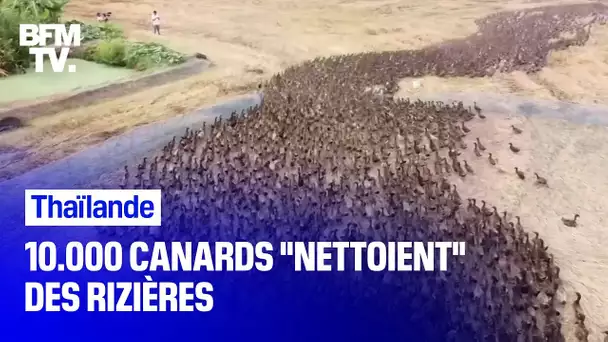 Thaïlande:10.000 canards  "nettoient" des rizières