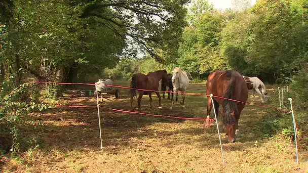 Jura : un nouveau poulain victime d'agressions dans le Jura