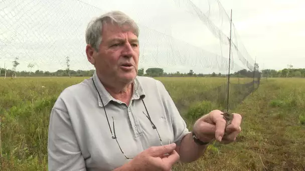 Baguage oiseaux migrateurs marais de Sacy