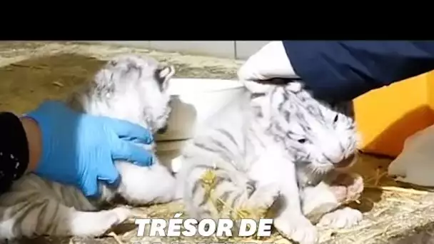 Ces trois bébés tigres blancs nés au zoo d'Amnéville vont vous faire fondre