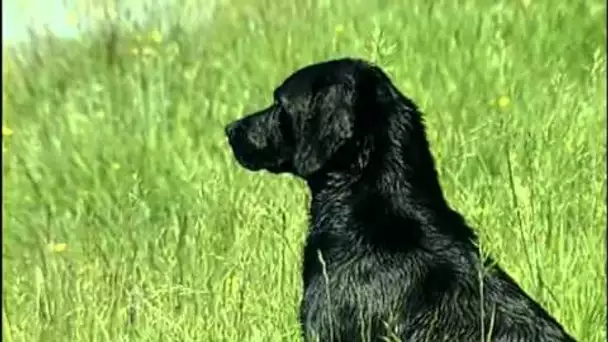 Le Labrador Retriever : Origine, personnalité, éducation, santé, hygiène, choix du chiot