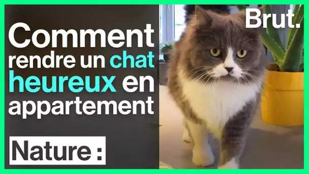 Comment rendre un chat heureux en appartement