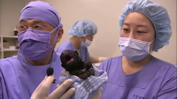 En Corée, ils clonent leurs chiens