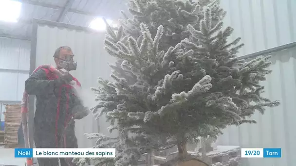 Noël : les sapins se parent de neige de coton dans le Tarn