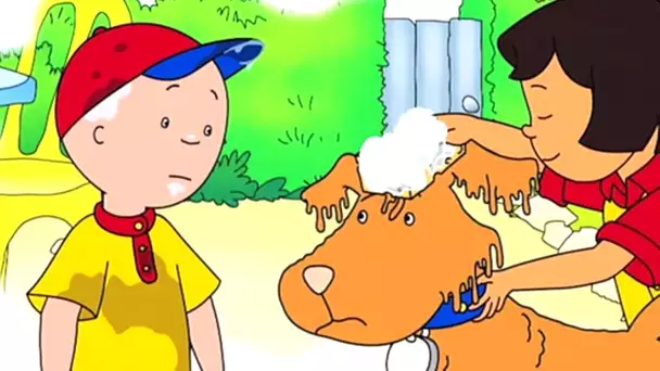 Caillou en Français - Caillou et le Lavage de Chien | dessin animé en francais | conte pour enfant