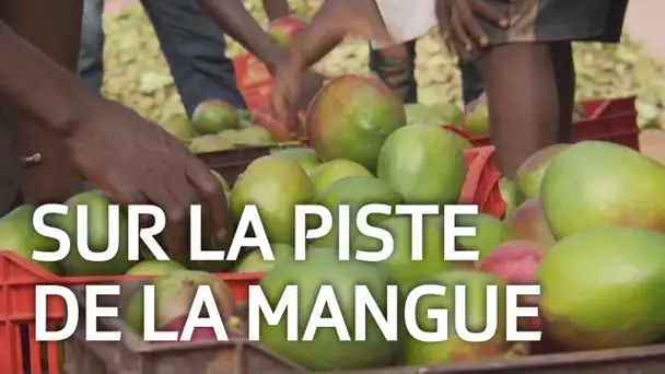 La mangue de Côte d'Ivoire. ABE-RTS