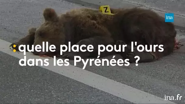 Quelle place pour l'ours dans les Pyrénées ? | franceinfo INA
