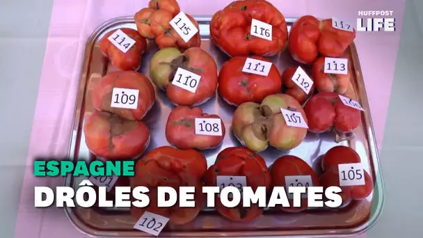 Ce concours élit la tomate la plus moche d'Espagne