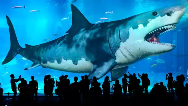 Les 10 Plus Grands Requins à Avoir Jamais Existé Sur la Terre