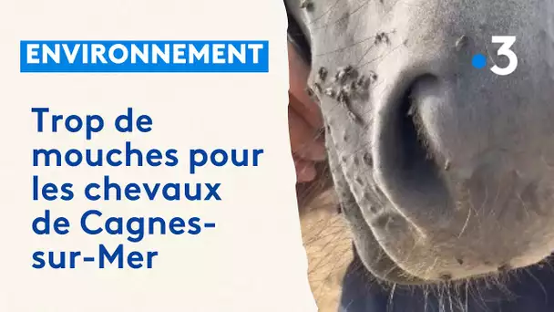 Trop de mouches pour les chevaux de l'hippodrome de Cagnes-sur-Mer