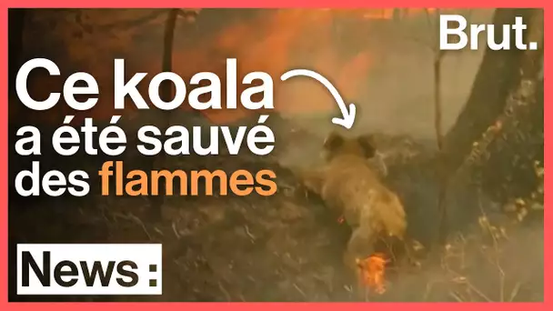 Australie : une femme sauve un koala des flammes