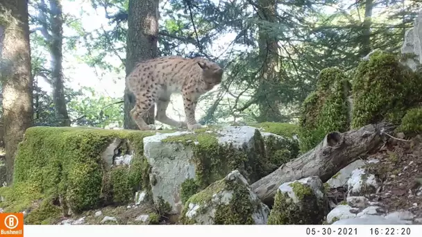 Un lynx au repos filmé par Ilias Hartake dans le massif du Jura