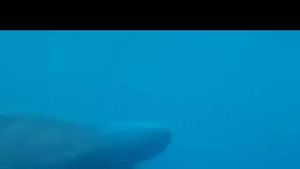 Un requin pélerin filmé à Collioure par 3 pêcheurs