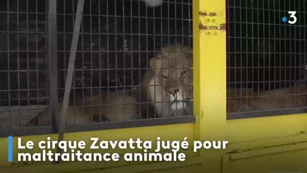 Le cirque Zavatta jugé pour maltraitance animale