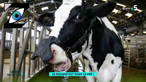 [Zap Télé] Des masques pour les vaches ! (10/06/21)