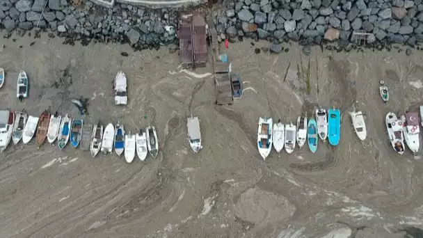 La Turquie envahie par la « morve de mer »