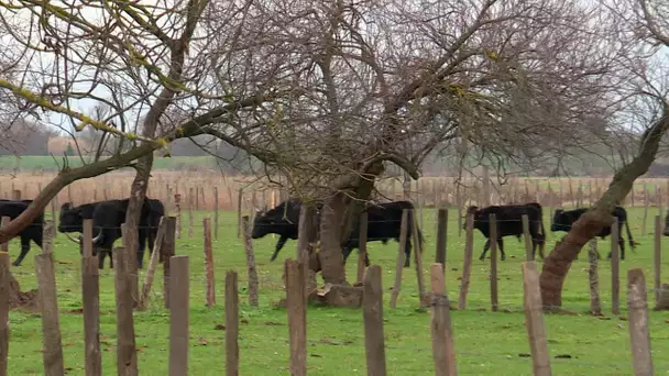 Covid : réunie à Arles ce vendredi, la filière de la bouvine en grande difficulté financière