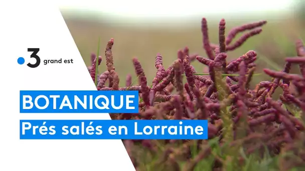 Botanique : les prés salés de la Vallée de la Seille