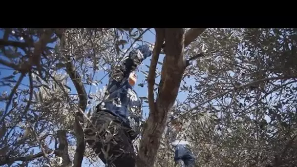 Malgré les attaques de colons, des Israéliens et Palestiniens unis pour la récolte des olives