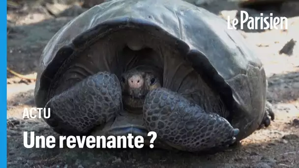 La tortue géante découverte aux Galapagos appartient bien à une espèce déclarée éteinte depui