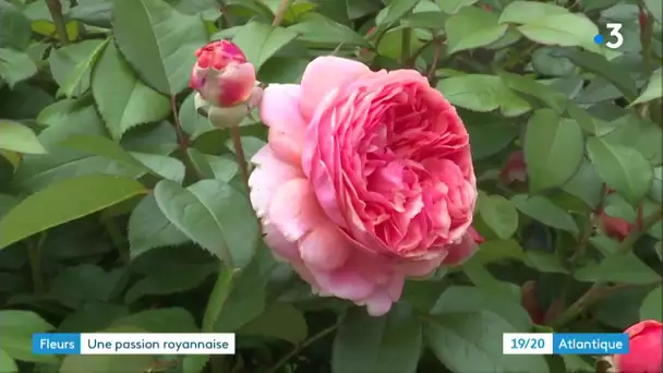 Concours de fleurissement des jardins à Royan