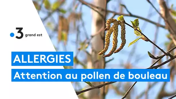 Allergies au pollen de bouleau : 53 départements placés en "risque élevé", les bons gestes à adopter