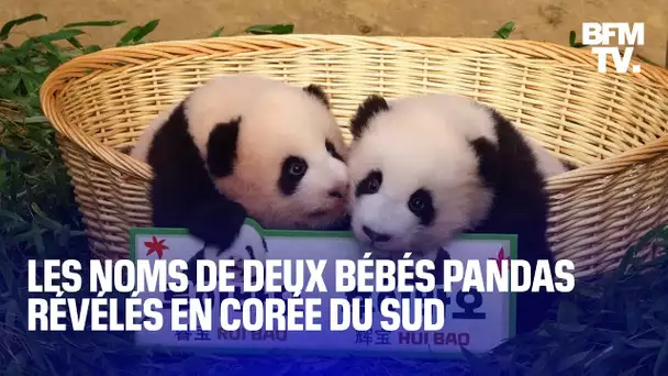Les noms de deux bébés pandas nés en juillet denier ont été révélés au public à Séoul