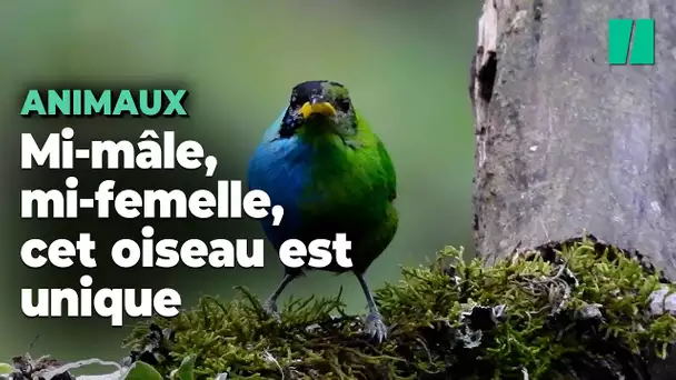 Mi-mâle, mi-femelle, cet oiseau observé en Colombie est très rare...et ça se voit