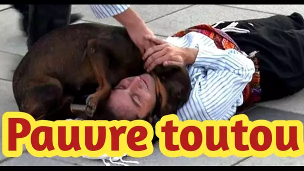 Un chien errant interrompt la scène pour réconforter l'acteur faisant semblant d'être blessé
